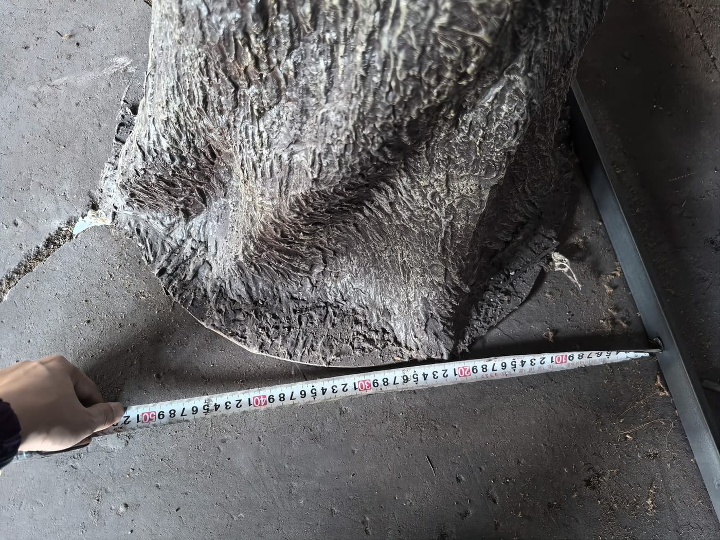 Measuring the base plate of an artificial tree trunk during quality inspection
