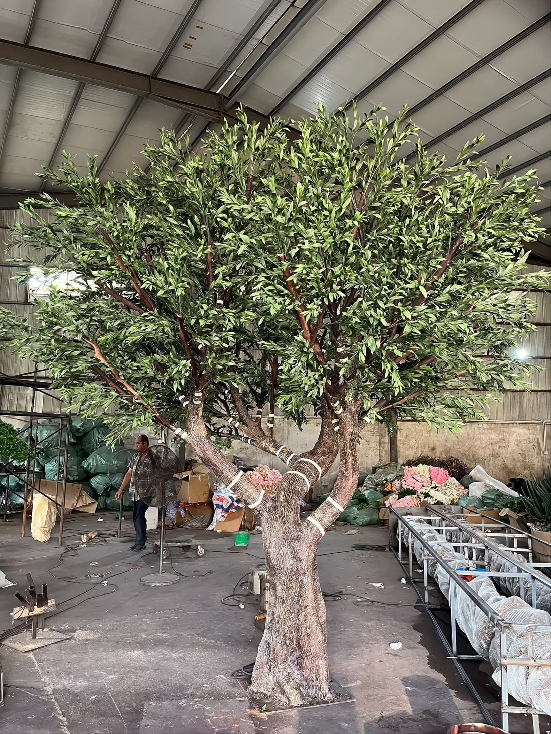 Olive tree before crating — trunk, canopy and foliage checked at full size