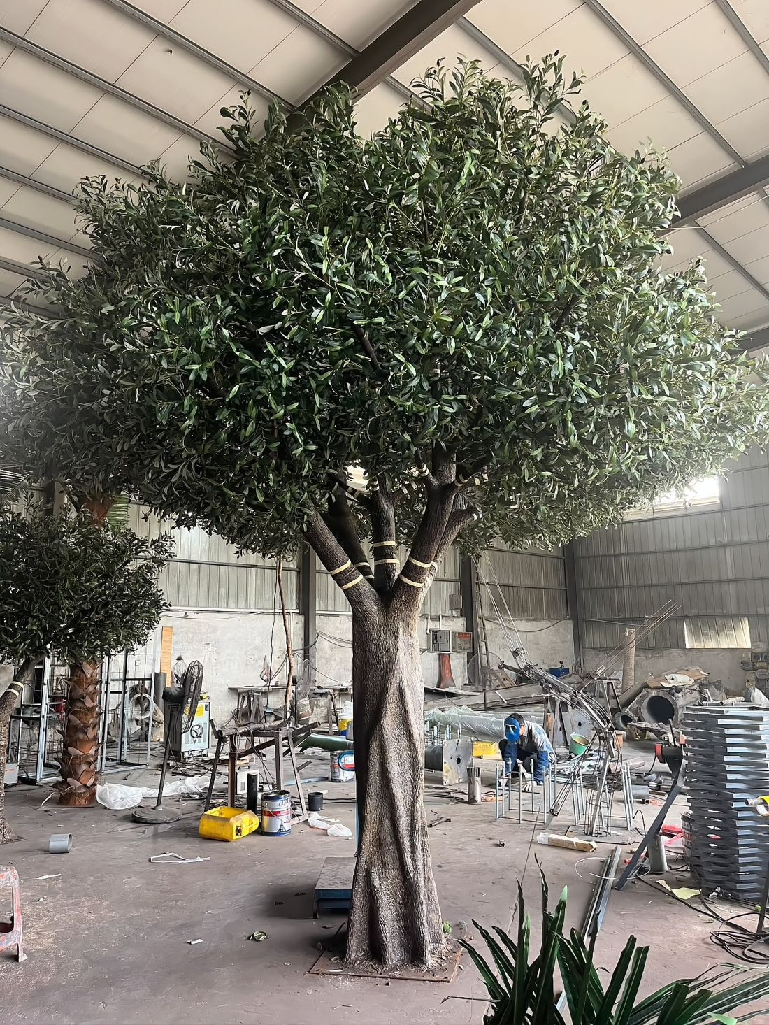 Round-canopy olive — every branch position follows the approved drawing