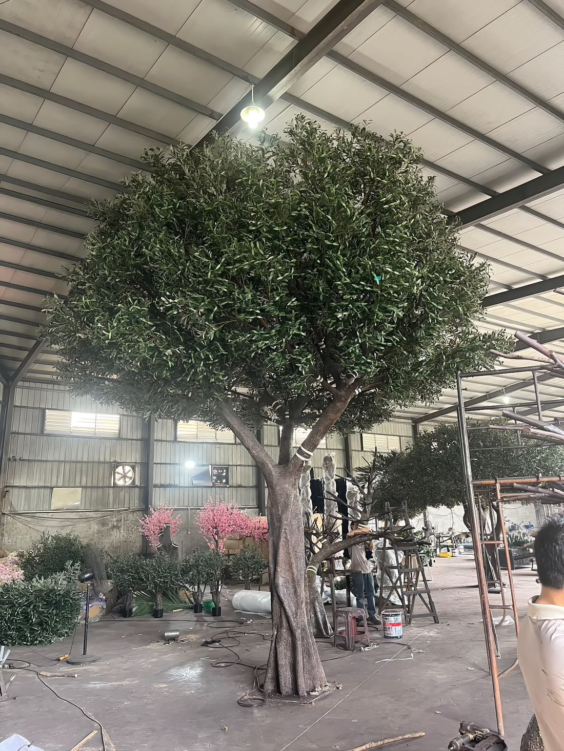 Multi-stem ficus with a dense round canopy, built to the client's reference