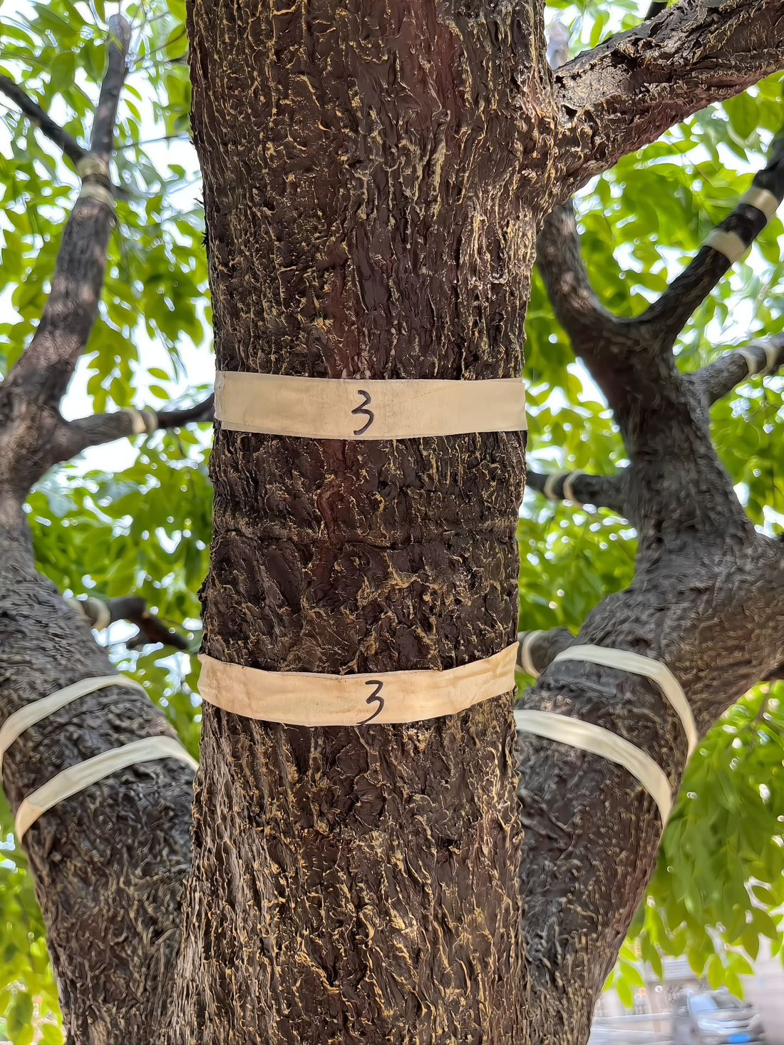 Quality control in practice — every trunk carries its own numbered inspection tag