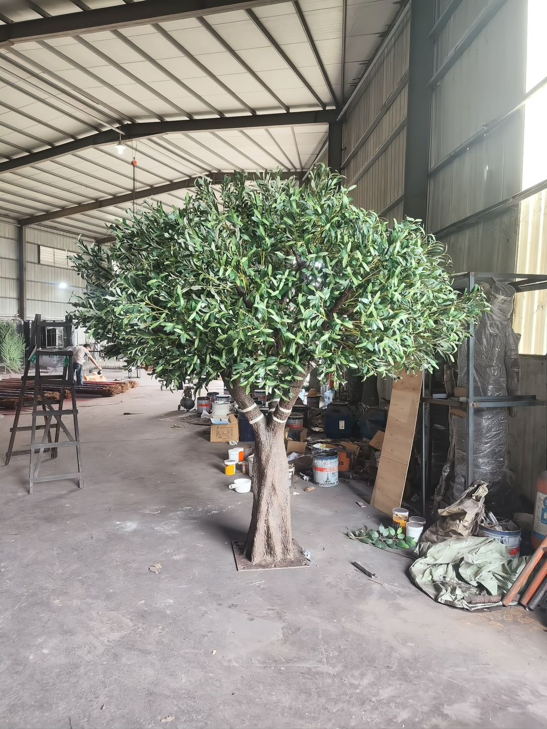Olive on the shop floor — trunk, branch structure and canopy checked at full size before crating