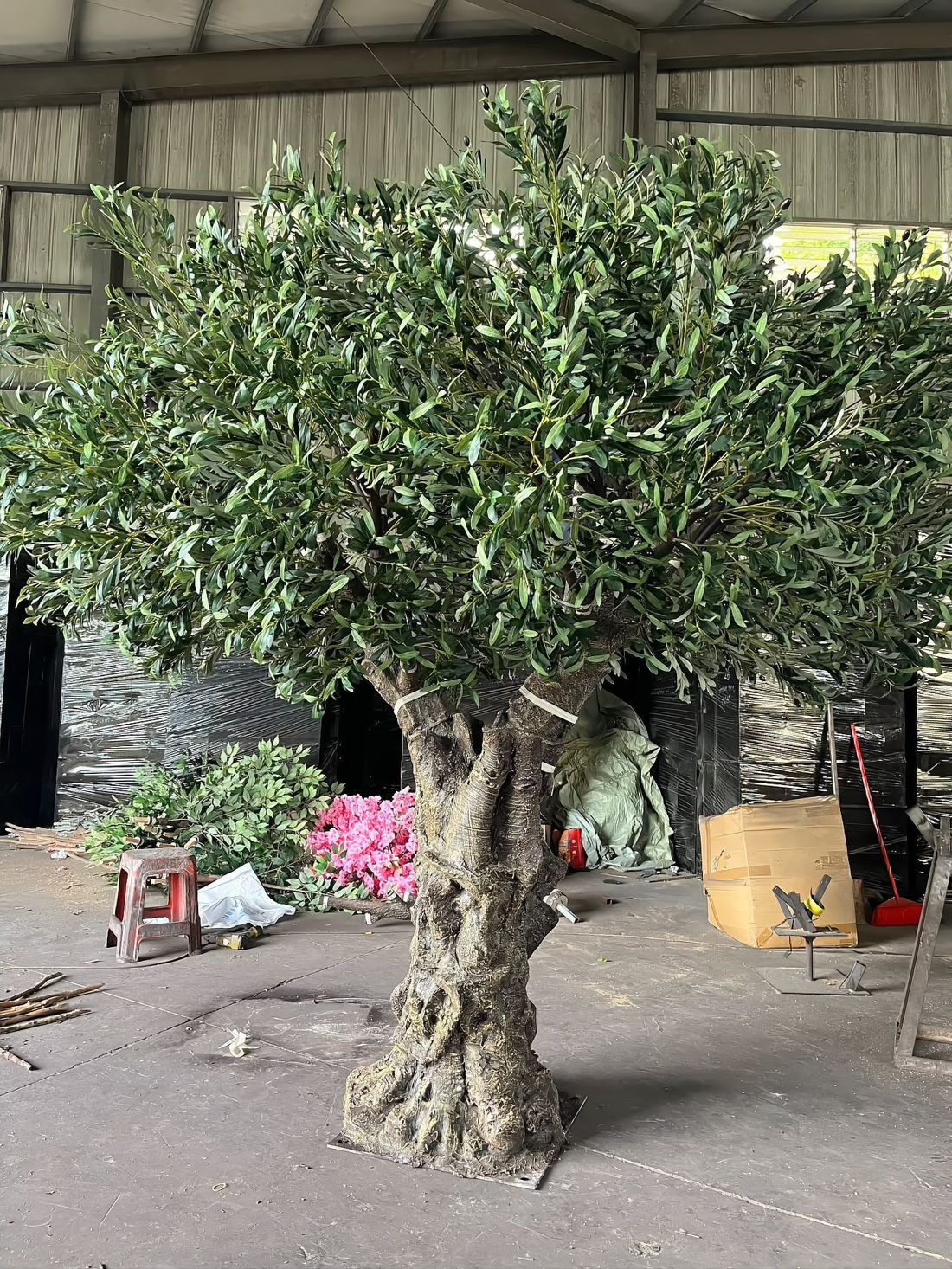 Side profile of the same olive — canopy spread and branch line signed off before dispatch