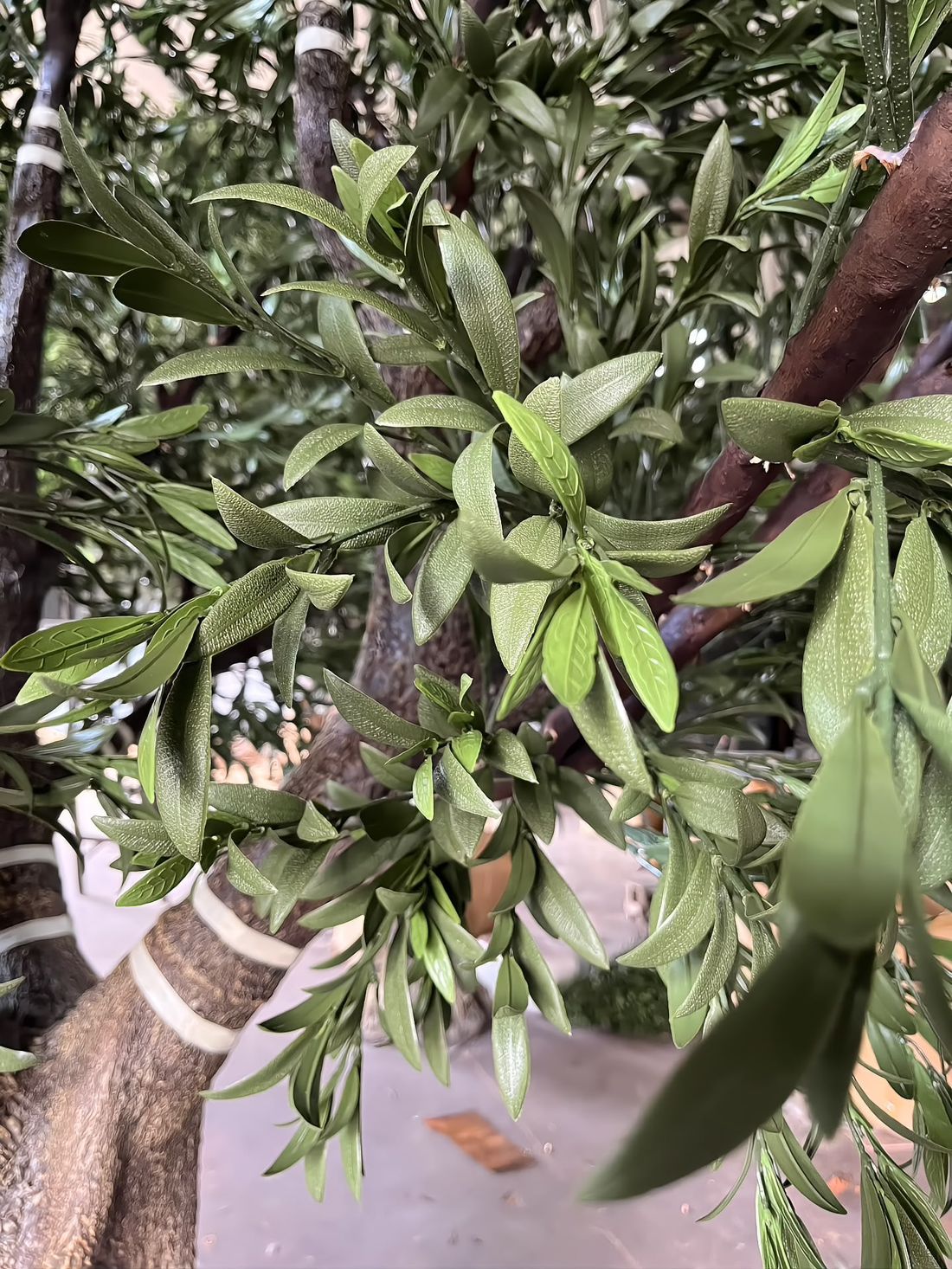 Olive foliage close up — matte green leaf face, lighter reverse, stem matched to the bark colour