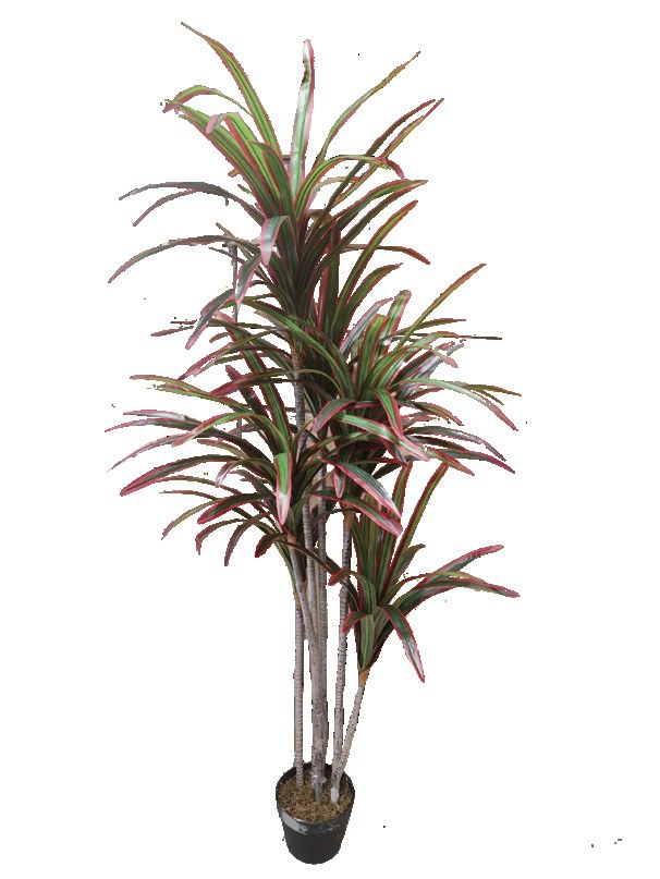 红边草树 高1.7 m（HXHBS001）