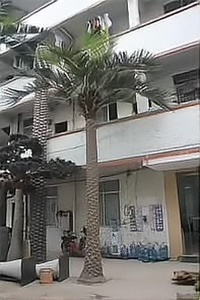 银海枣树 高7米（HXDZHS004）