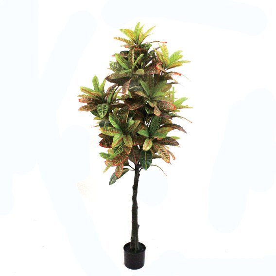 洒金榕 高1.6 m(HXSJR003)
