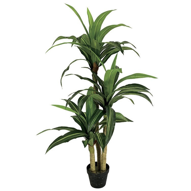 巴西铁小树 高1.4 m（HXBXT005）