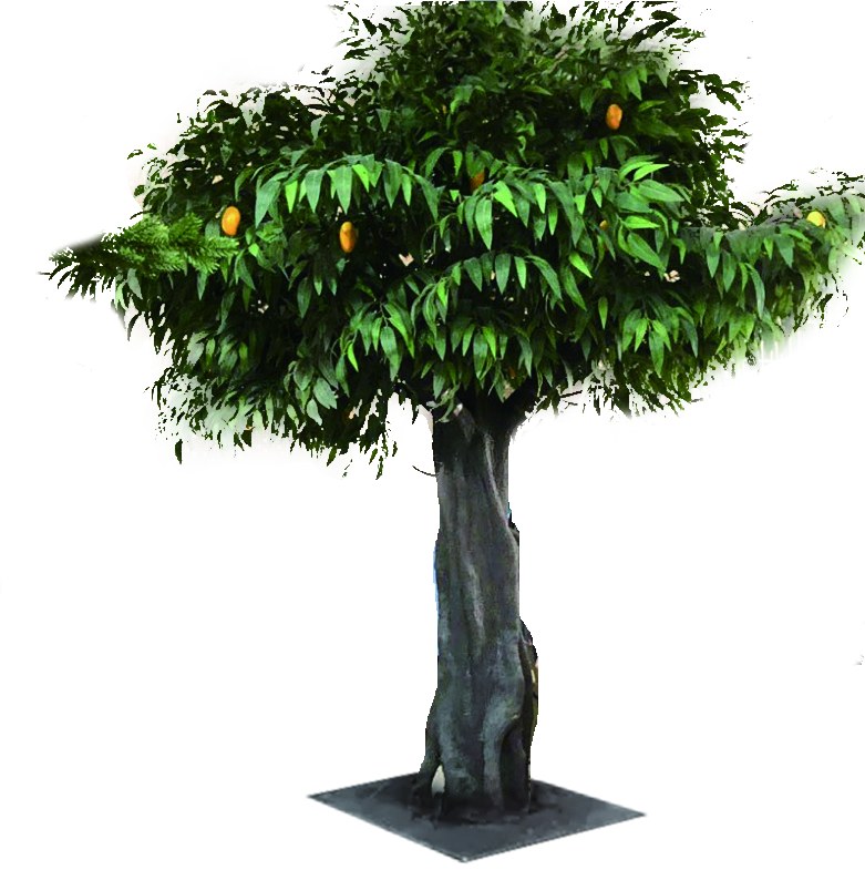 芒榄树（芒果树）高4米、冠幅4米