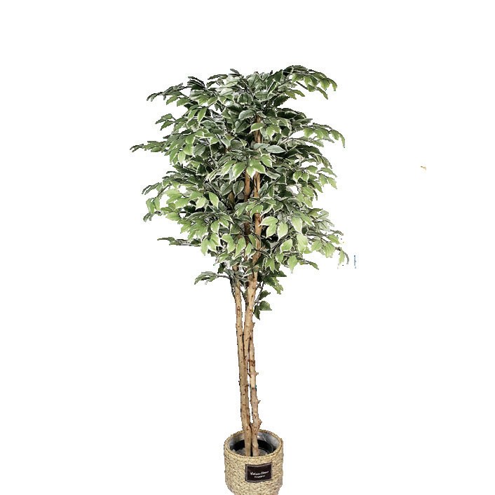 白边榕树丝印布 高1.3 m（HXRS0019）