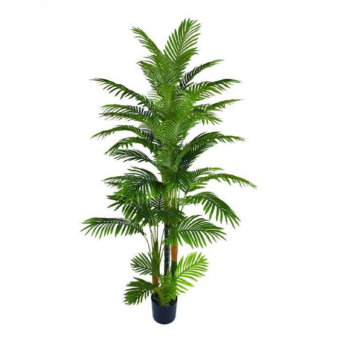 珍珠葵 高1.8米