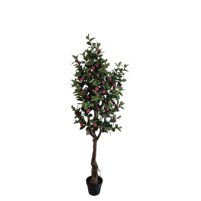 玫瑰红茶花树 高1.6 m（HXXHS005）