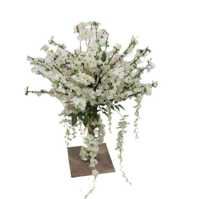 玫瑰红茶花树 高1.6 m（HXXHS009）