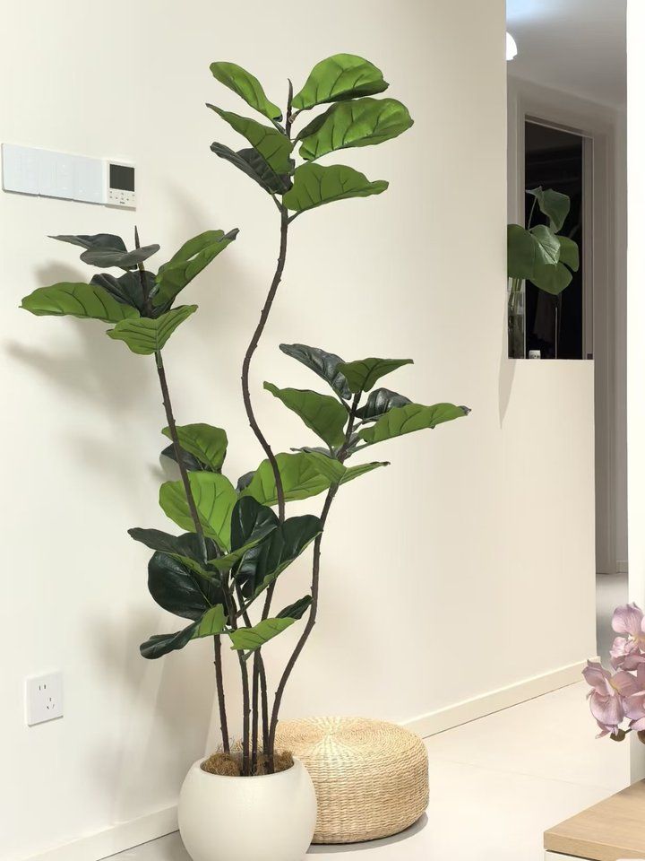 Artificial fiddle-leaf fig floor plant in a white pot in a bright interior, from the Everflorae plants and foliage range