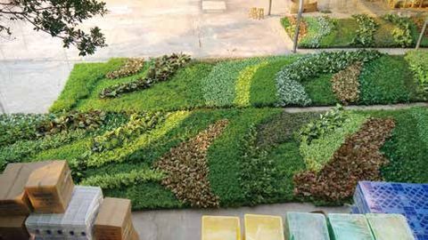 Green Wall — Russia