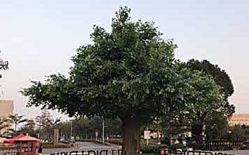 Large artificial banyan tree at a commercial plaza